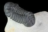 Austerops Trilobite - Ofaten, Morocco #70074-3